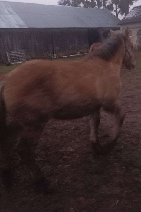 Sprzedam źrebówkę 7 miesięcy