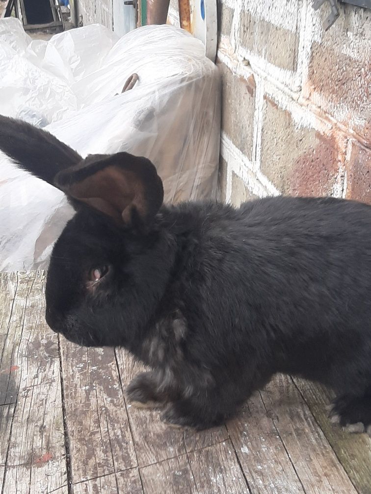 Sprzedam samice szaro wiek 7niesiecy waga 7,40 kg ucho 23 cm oraz samc