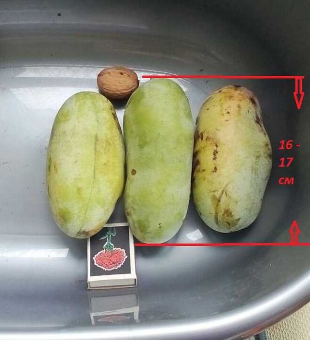 Азиміна Насіння Сіянці обмін