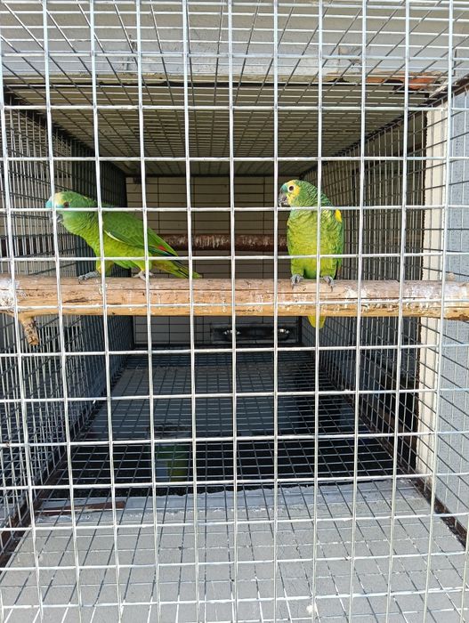 Casal aestivas 2014