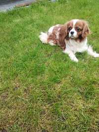 Cavalier King Charles spaniel