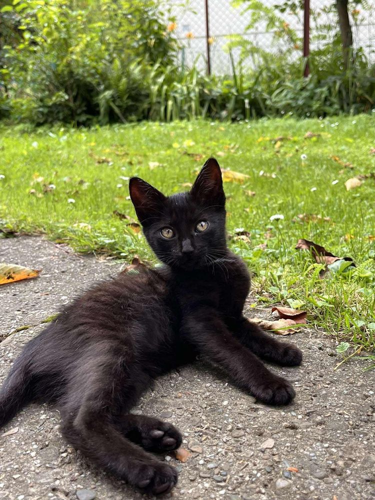 Kotki do adopcji