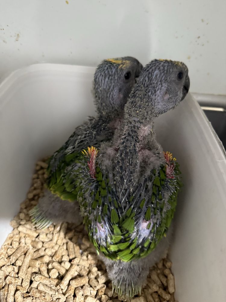 Papagaios Amazonas Aestiva