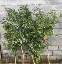 Camelias/ japoneiras