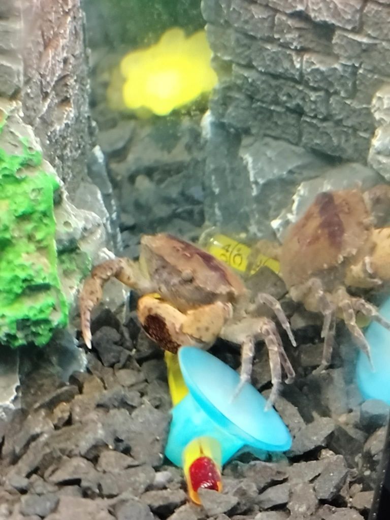 Krab wodny mekhong rezerwacja do soboty