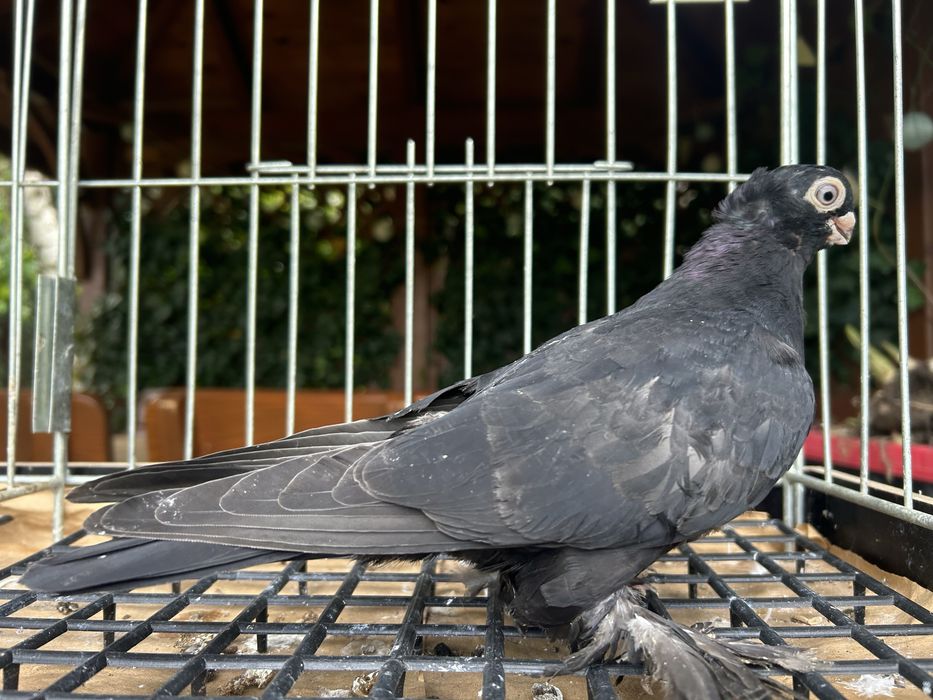 Gołębie ozdobne. Wywrotek mazurski samiczka 2025r.