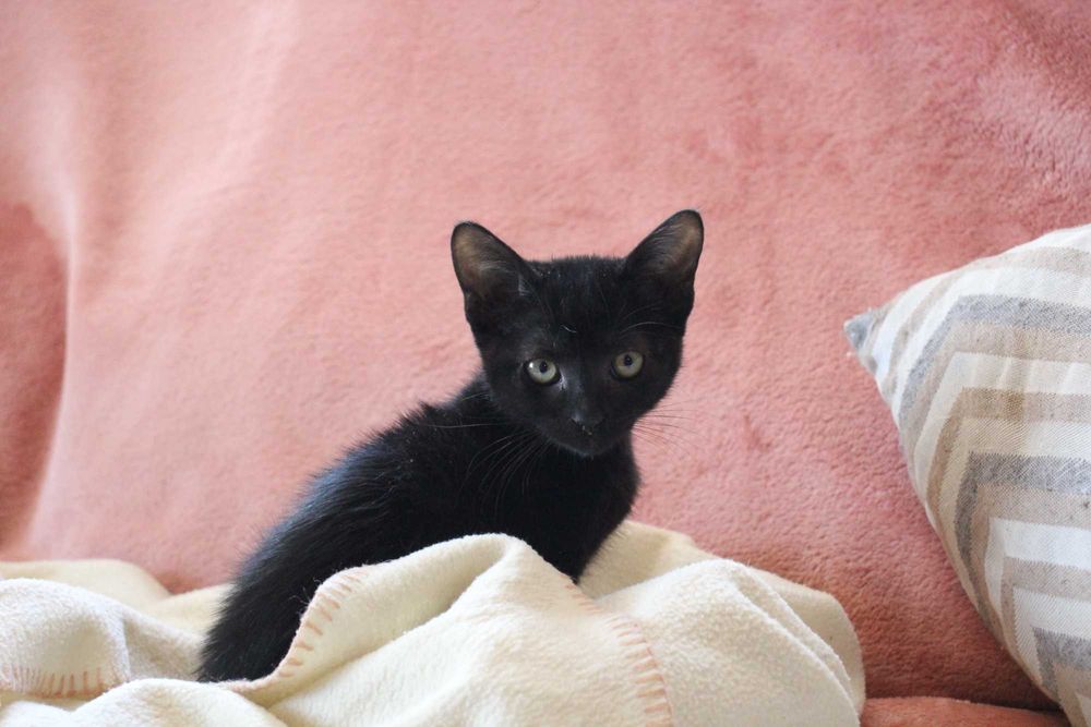FÊMEA | Gatinha muito amorosa disponível para adoção muito responsável