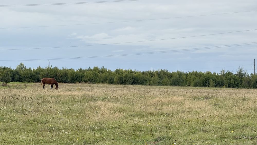 Продаж землі біля лісу та озера село Забороль