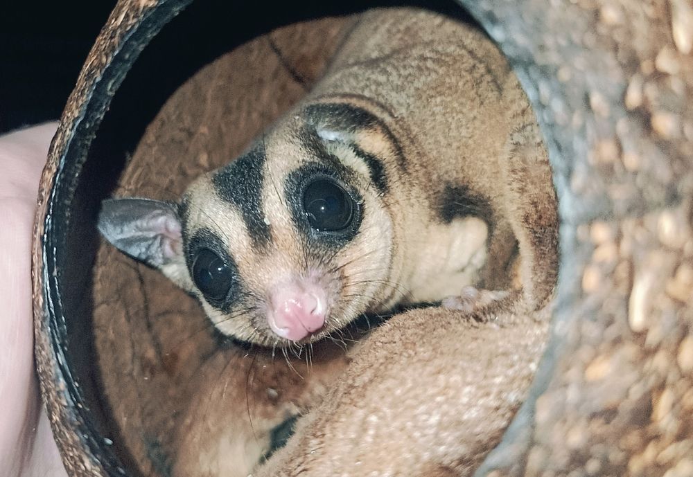 Lotopałanka, lotopałanki, lotki, sugar gliders