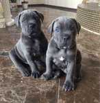 Хлопчики Авторитети питомника-Cane corso
