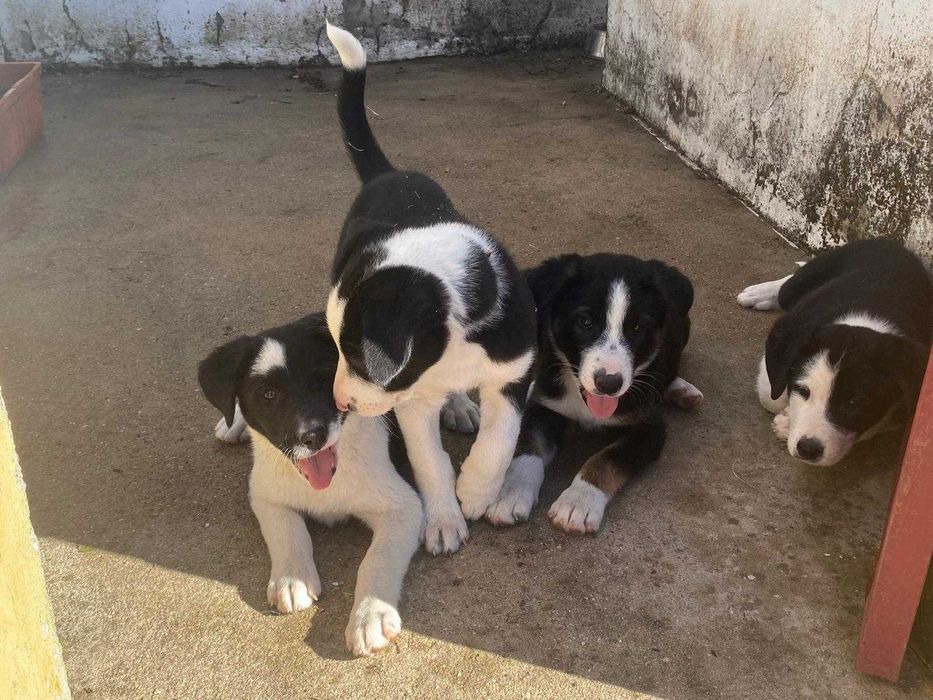 Border Collie com Rafeiro alentejano