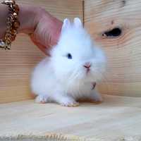 Карликовые мини кролики, карликовый кролик,карликовий кролик, міні
