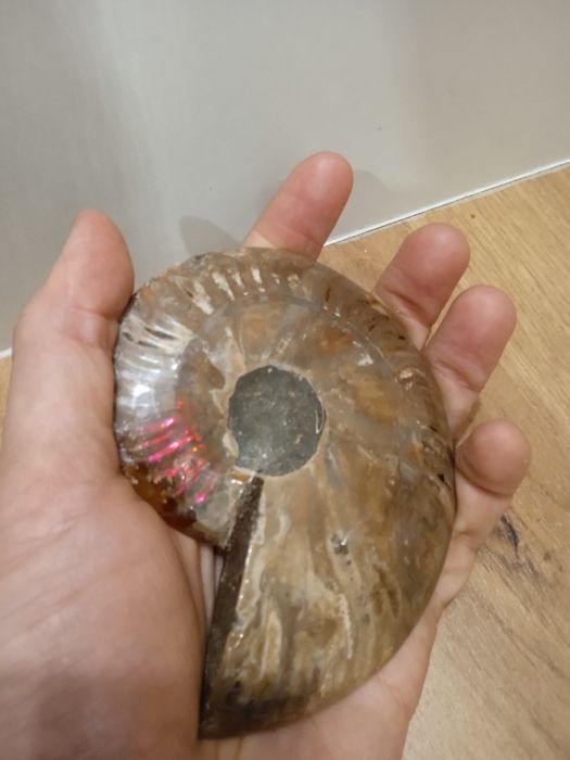 Duży amonit skamielina skamieniałości