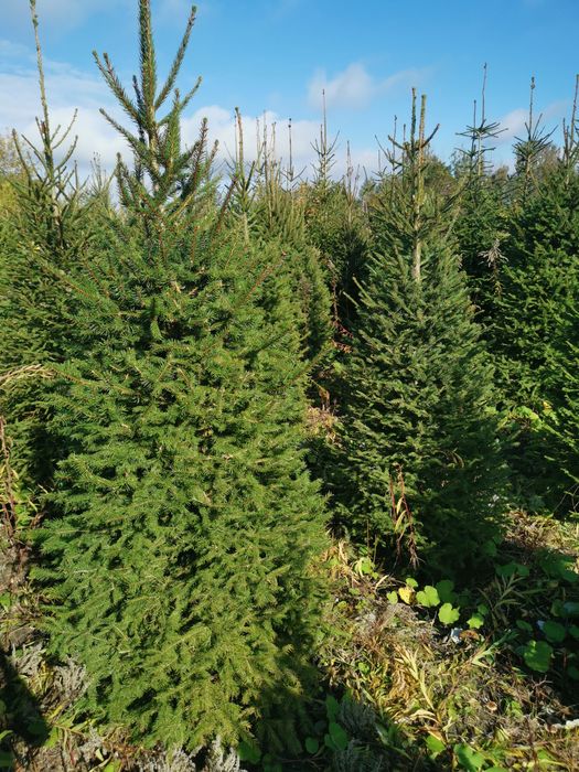 Świerk, jodła, choinki, drzewka bożonarodzeniowe