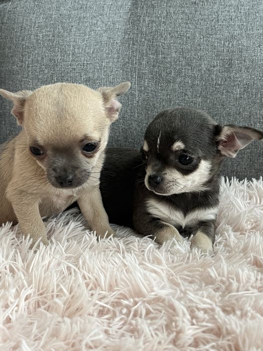Chihuahua malenka suczka do odbioru