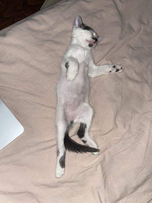 Кошеня Котенок 3 місяці Киев Київ дівчинка