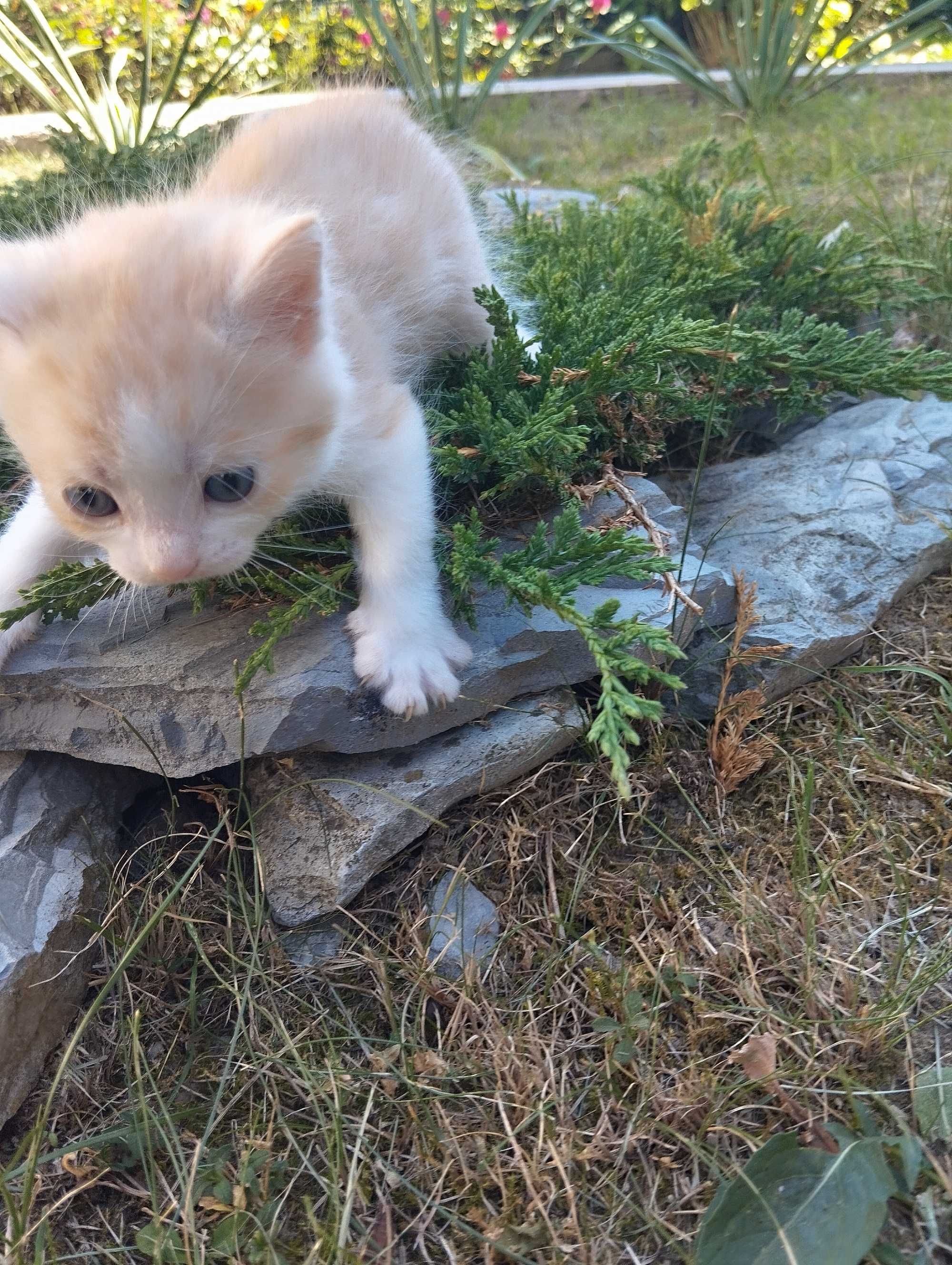 Коти Домашні тварини