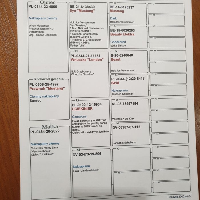 Gołębie młode linia Mustang