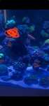 Zebrasoma xanthurus / xanthurum - Purple Tang Lindo!