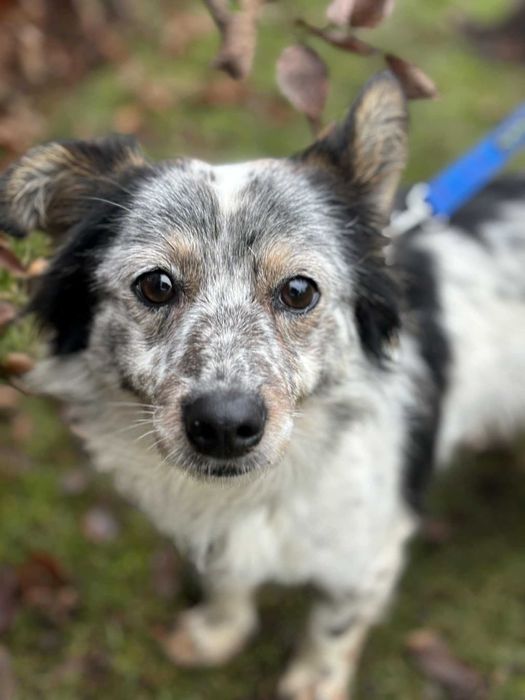 Młody wspaniały psiak szuka swojego domu