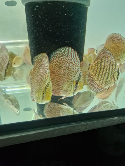 Discus Super Pantera