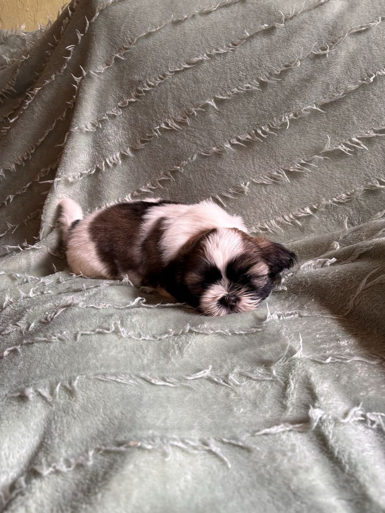 Shih Tzu Suczka.