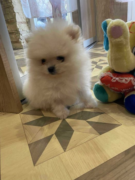 Szpic miniaturowy pomeranian sunia piękna puchata malusia