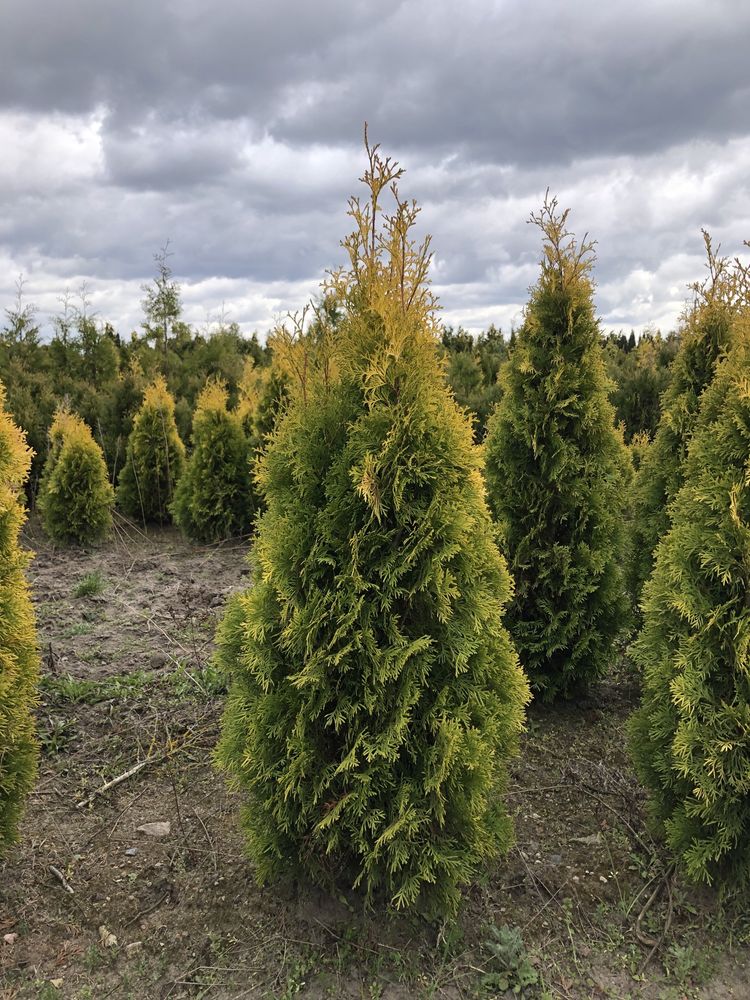 Thuja Tuja Smaragd Gold Złoty Szmaragd