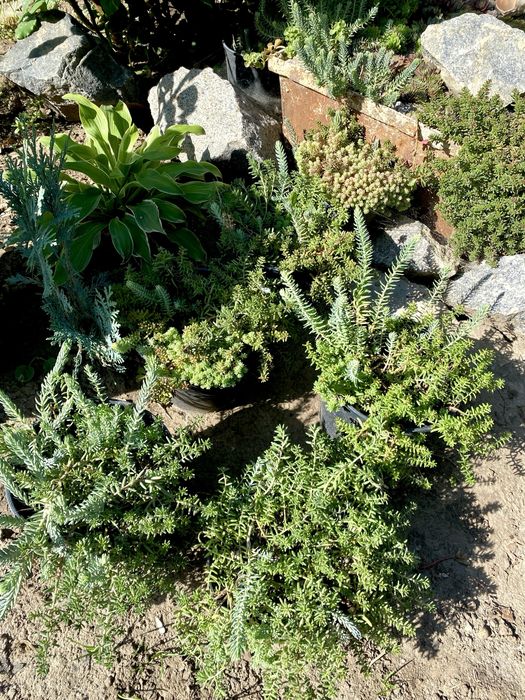 Очиток, седум