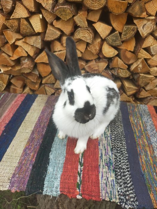 Кролі на плем'я Строкачі. Кролики, молодняк,кітні самки, робочі самці