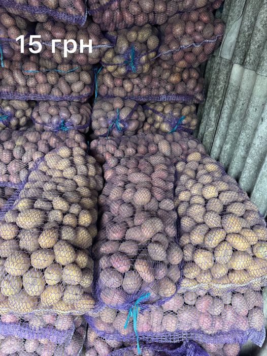 Картопля морква буряк цукор борошно