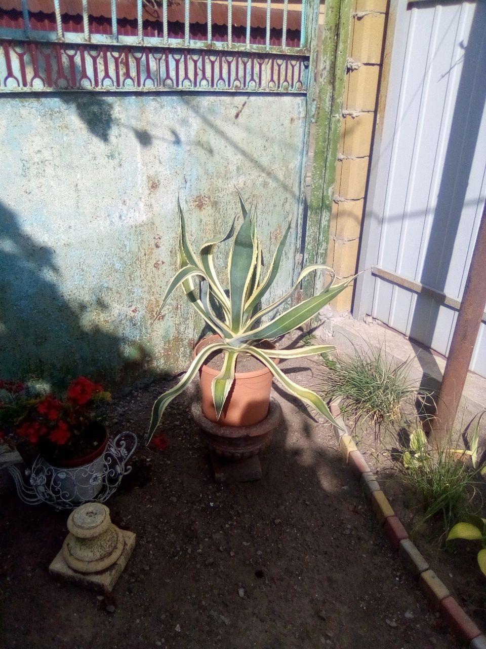 .Агава.    7 лет.