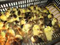 Різні породи качок інкубаційні яйця (Україна/імпорт)