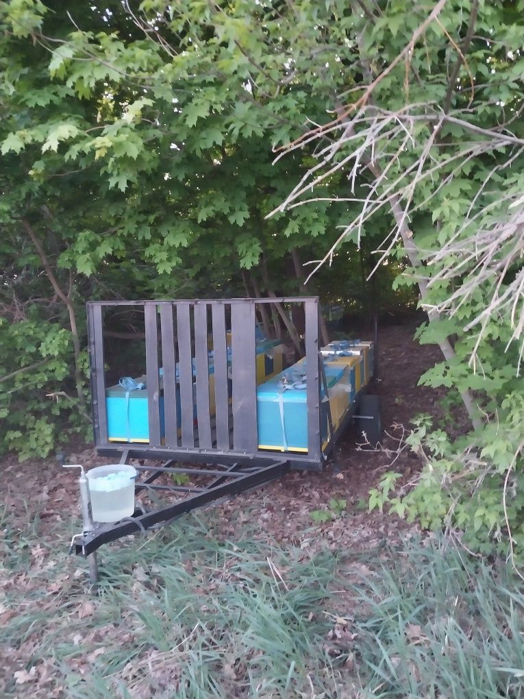 Продаються бджолородини,матки,відводки,платформа