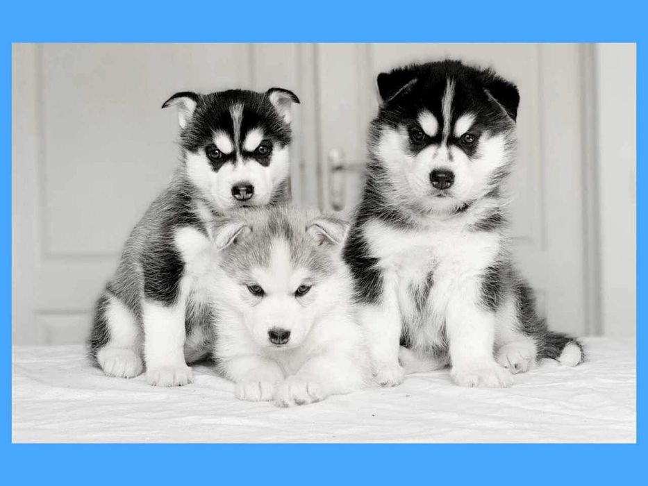 Щенки хаски, внуки чемпиона Мира. КСУ