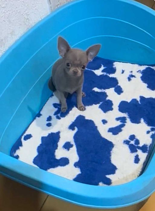 Лиловая девчонка чихуахуа, мини.