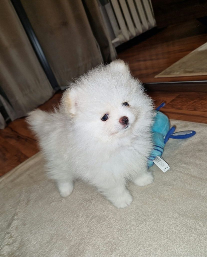 Pomeranian,szpic miniaturowy.