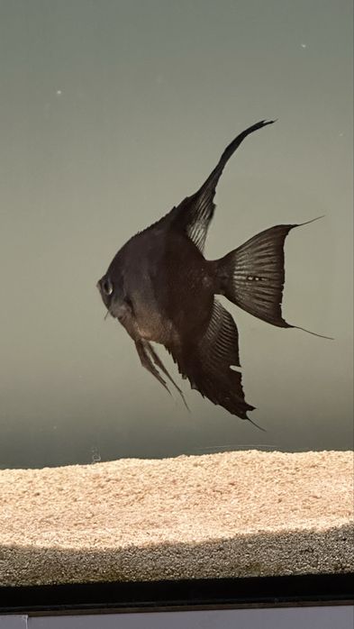 Peixe escalar Preto