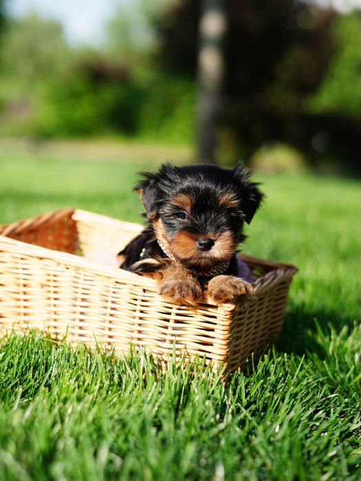 Супер йорки хлопчики і дівчатка