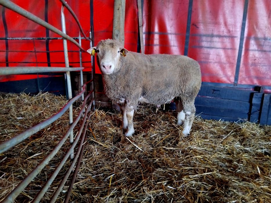 Carneiro ile de france puro