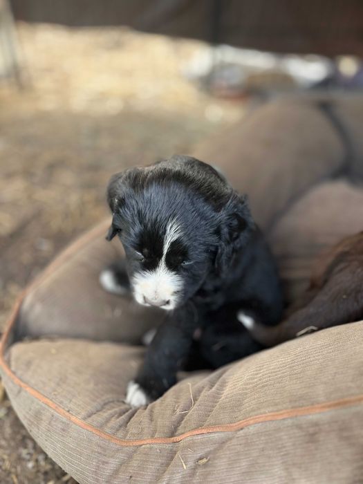 Lindos cachorrinhos mestiços (Serra da Estrela) Raça Rrande
