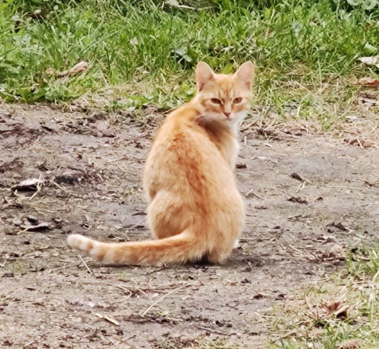 Koty do adopcji bardzo ladne, zdrowe, wesole