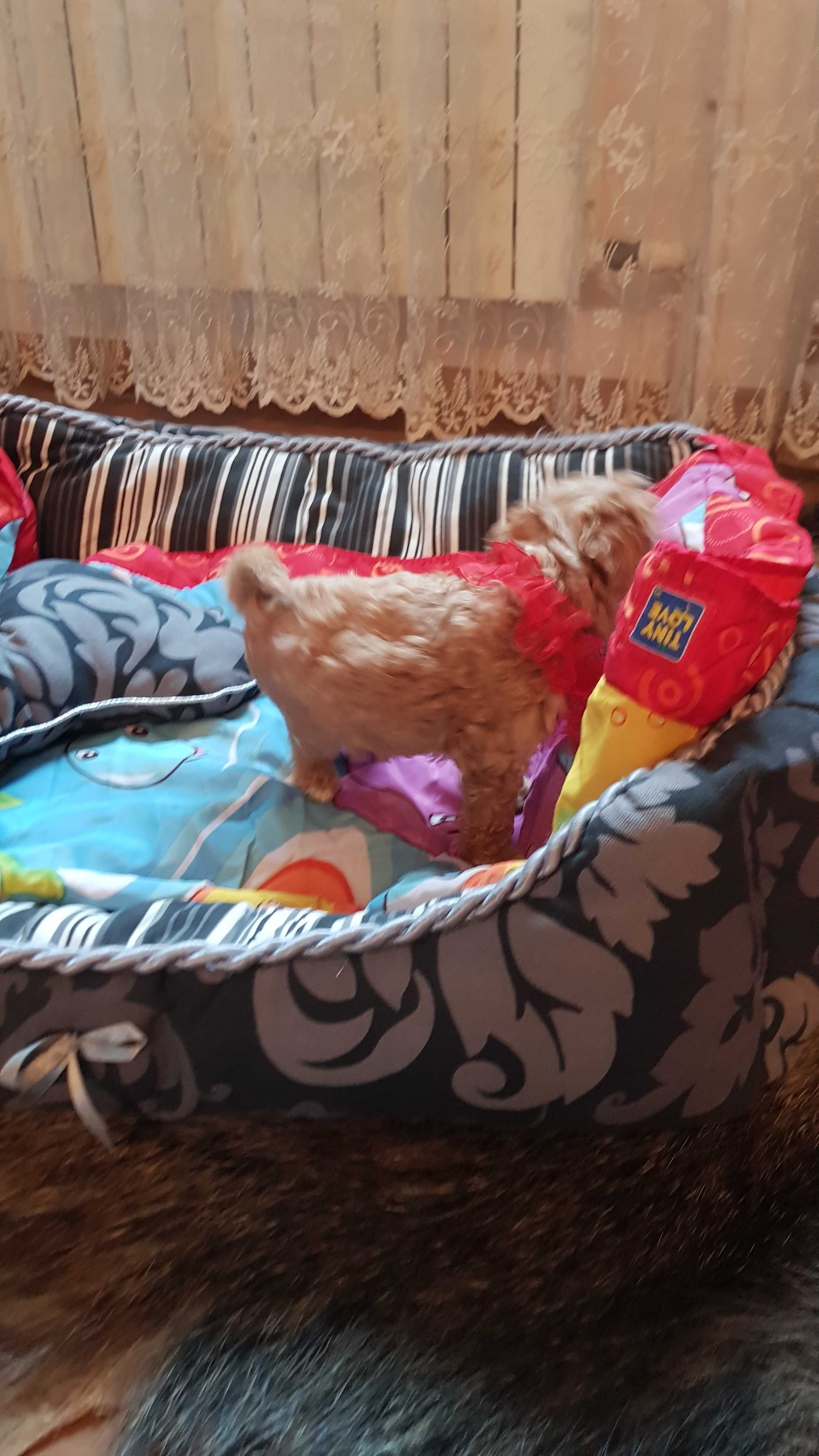 Maltipoo cudowny miniaturowy śliczny morelowy słodziak
