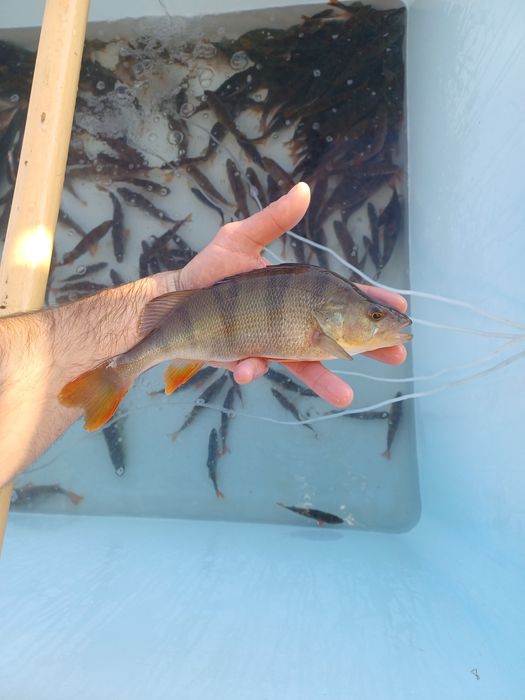 Okoń 25cm I większy . Sandacz , Szczupak .