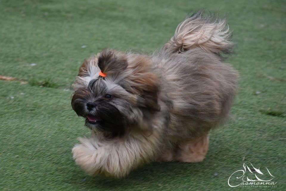 Słodka dziewczynka Lhasa Apso