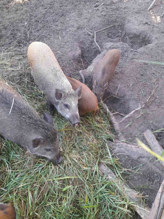 Терміново, продам свиней, поросят,бита вага.