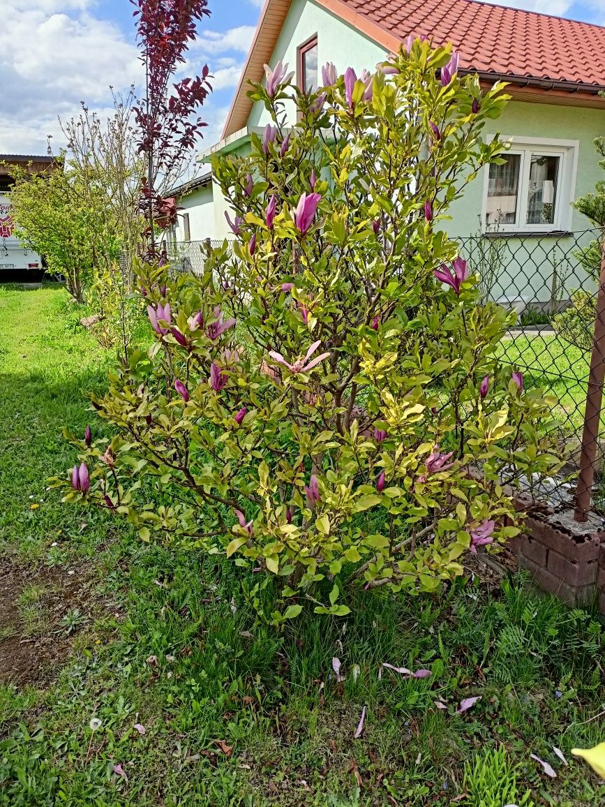 Magnolia krzew różowa