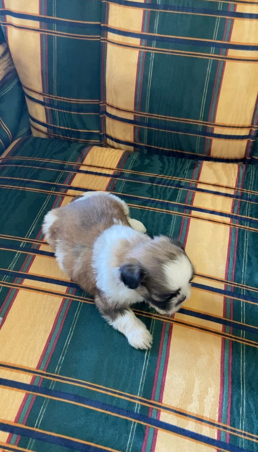 Shih TZU ( fêmea)