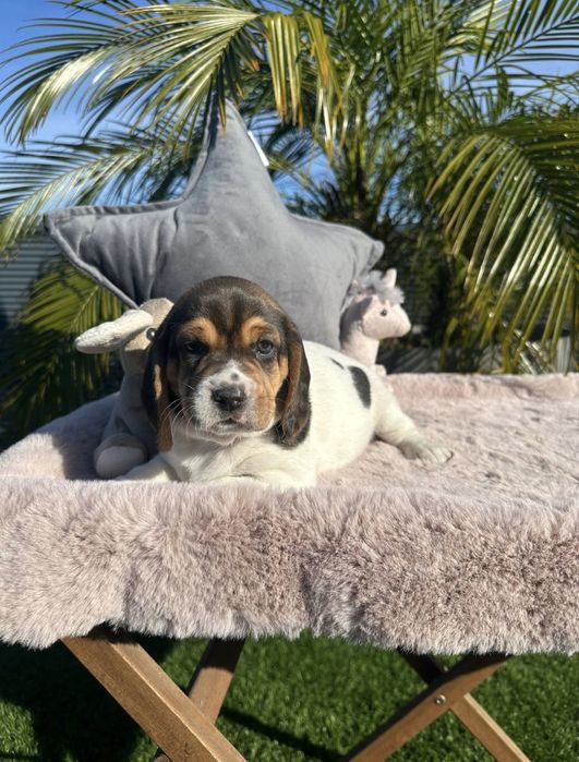 Beagle menino fantastico