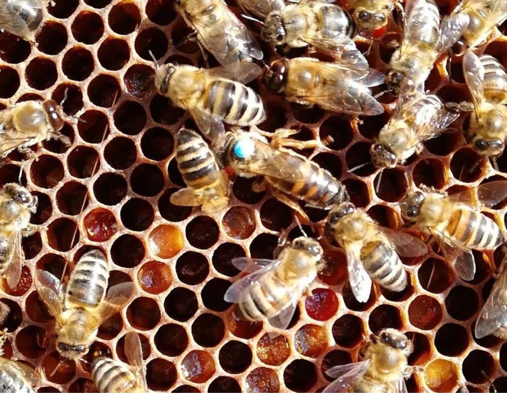 Бджоломатки Карніка (Краінка)Пернер C 17 >F1. Пчеломатки. матка